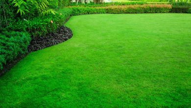 mastering-your-lawn:-pro-tips-for-lush,-healthy-greenery