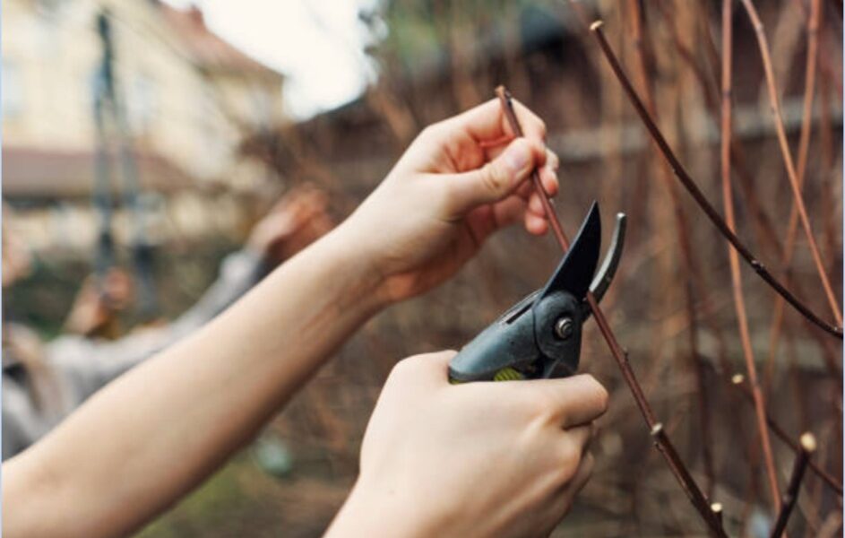 arthritis-sufferers-may-benefit-from-hand-pruners-and-other-helpful-gardening-equipment